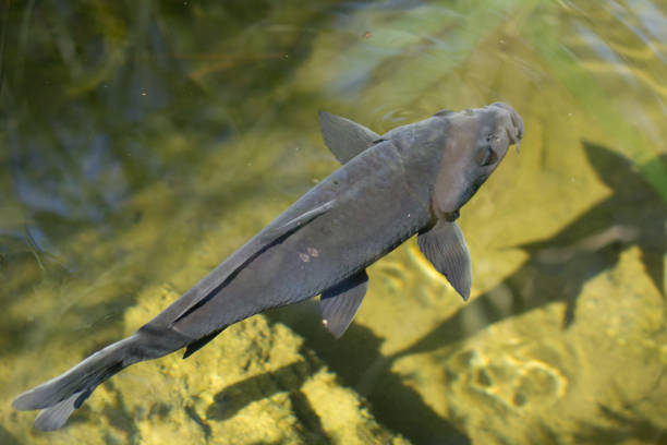 istock Tiny grey fish swimming in the lake 1456314289