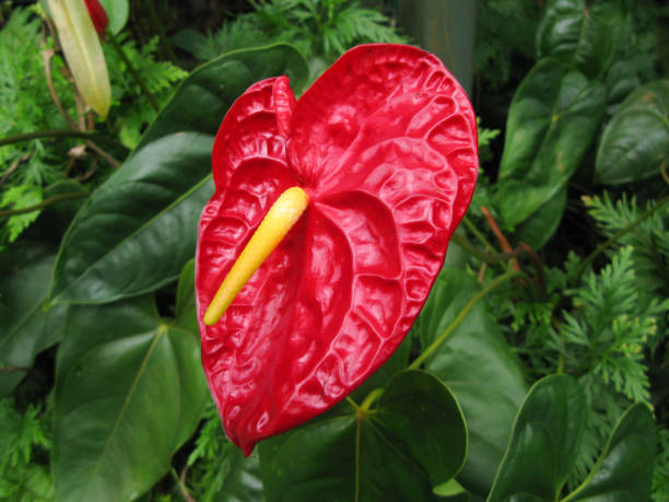 istock Red tropical flower Anthurium. 1456315386