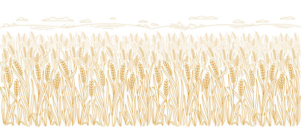 ilustrações, clipart, desenhos animados e ícones de campo de trigo. espiguetas de trigo, centeio ou cevada. linha vetorial. traçado de contorno editável. design de embalagens de embalagem de padaria. - oatmeal