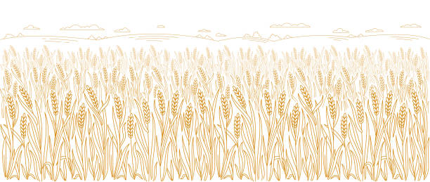 Wheat field. Spikelets of wheat, rye or barley. Vector line. Editable outline stroke. Design wrapper packaging of bakery. Editable outline stroke thickness. Vector line. Leaves and ears of wheat. Design wrapper packaging of bakery. Horizontal banner. oat wheat oatmeal cereal plant stock illustrations
