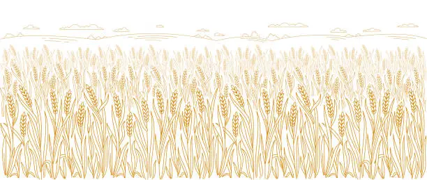 Vector illustration of Wheat field. Spikelets of wheat, rye or barley. Vector line. Editable outline stroke. Design wrapper packaging of bakery.