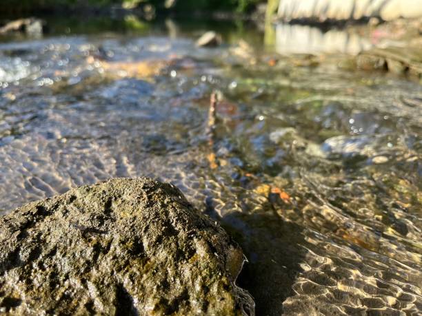 istock Closeup view of a river on a sunny day. 1456316569