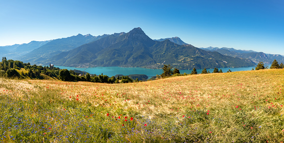 Serre-Poncon Lake with Grand Morgon Peak, Savines-le-Lac village and wheat fields in summer. Hautes-Alpes (05). France