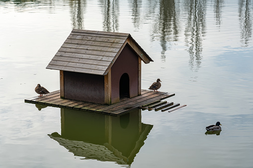 Wooden house in the lake of a public park where ducks that swim quietly in the lake live
