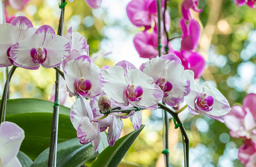 Bouquet of purple orchids, Phalaenopsis, in soft blurred style, focus on foreground, among green leaves blurred background.