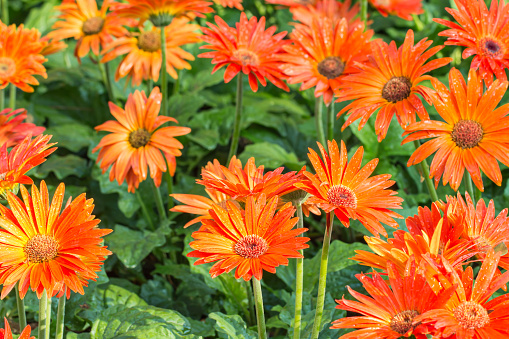 Orange gerbera flowers, in bloom on a plantation, with water droplets, among the blurred green leaves background.