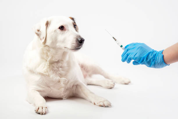 istock A white dog and a gloved hand with a syringe on a light background. 1456318871