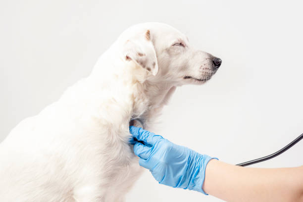 聴診器を持った手袋をはめた獣医の手が犬の話を聞きます。動物を治療し、助けるという概念。 - dog illness humor pets ストックフォトと画像