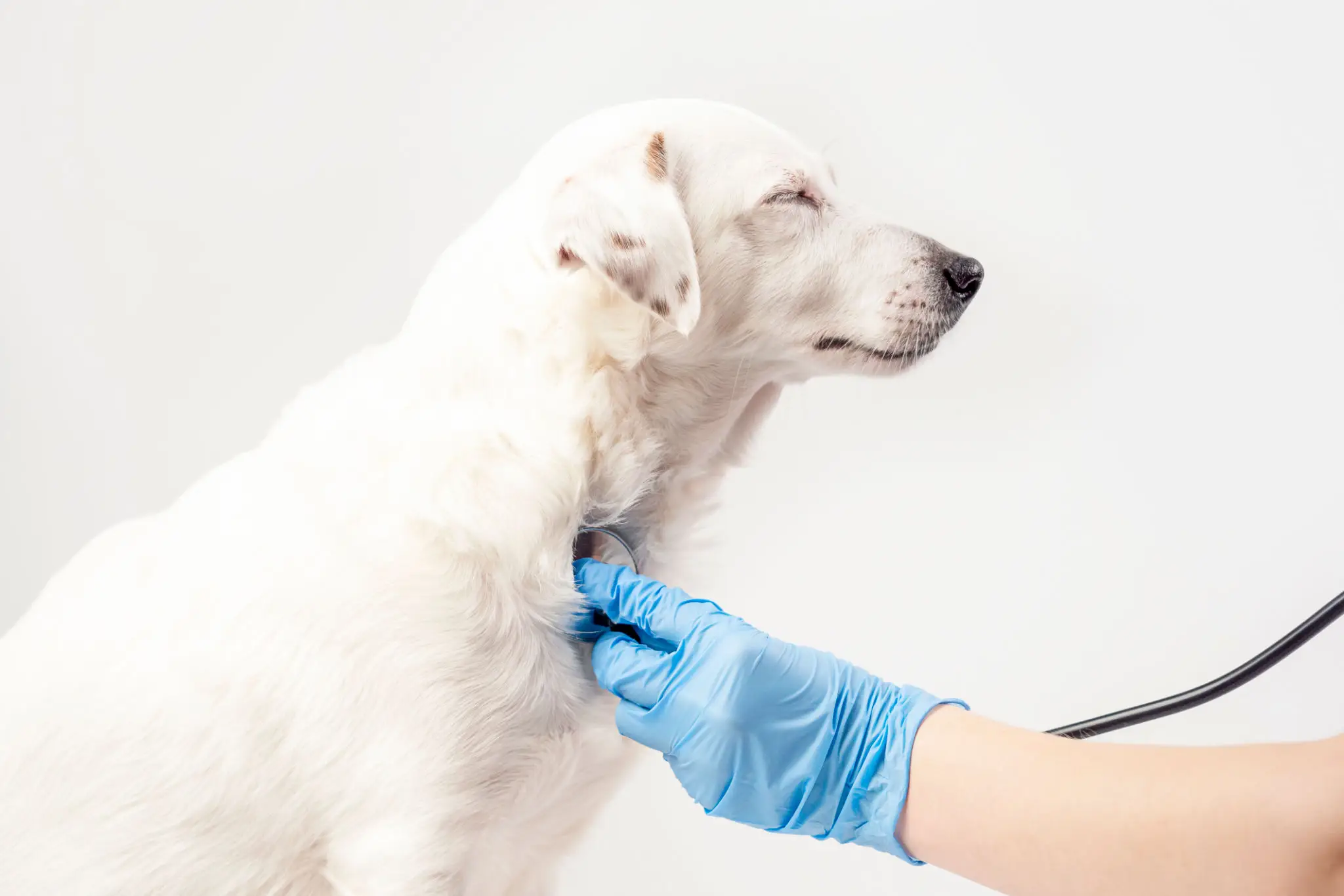A gloved veterinarian