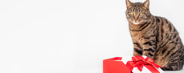 istock The cat sits on a light background at the gift box.Banner with room for text. 1456318895