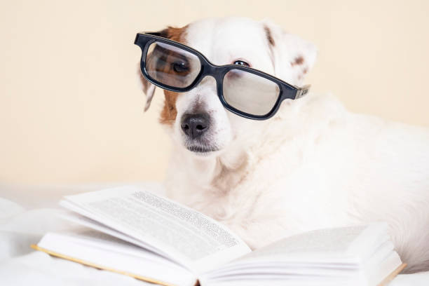 istock A dog with glasses is lying with a book . 1456318902