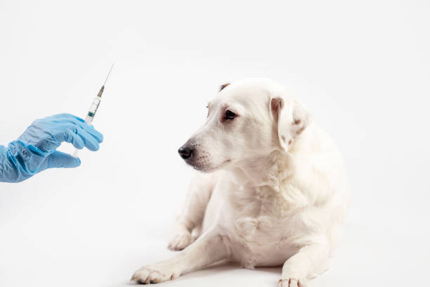 istock A white dog and a gloved hand with a syringe on a light background. 1456319783