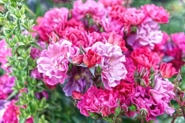 istock Roses, pink, red, mauve 1456319905