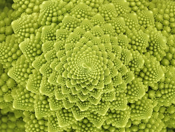 top view of a fresh green romanesco broccoli cabbage, abstract looking florets of a roman cauliflower, texture of a green vegetable top view of a fresh green romanesco broccoli cabbage, abstract looking florets of a roman cauliflower, texture of a green vegetable. fractal plant cabbage textured stock pictures, royalty-free photos & images