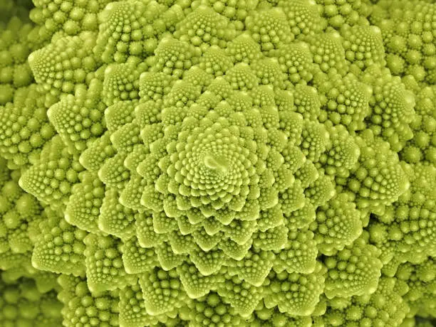 top view of a fresh green romanesco broccoli cabbage, abstract looking florets of a roman cauliflower, texture of a green vegetable.