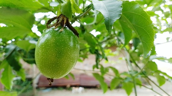 Green passion fruit hanging on the tree with copy space