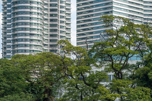A modern office skyscraper on a clear day next to a green tree
