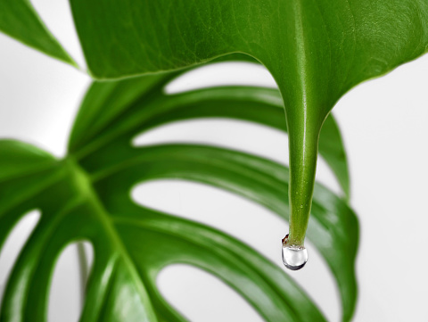 close up of a monstera leaf with water drop isolated on white background, Guttation of housplants concept.