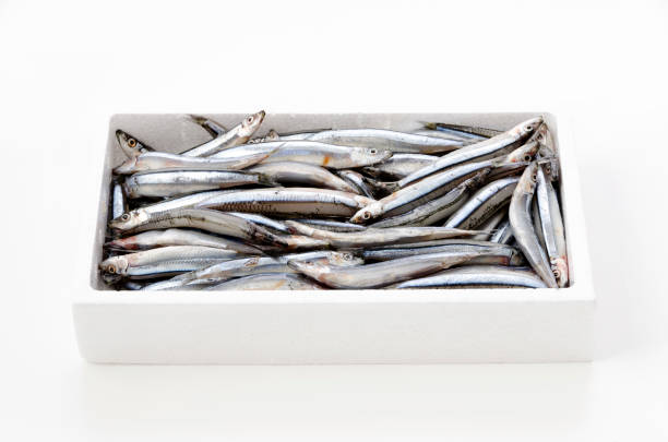 istock Silver-stripe round herring in Styrofoam box on white background 1456321878