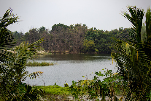 Lush amazonian wetlands near the small town of Cabixi, southern Rondonia state, Brazil