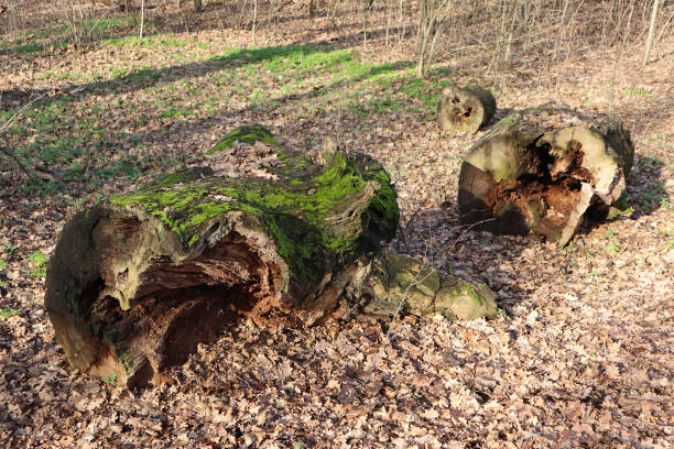 istock Old fallen dry tree in the woods winter time 1456323639