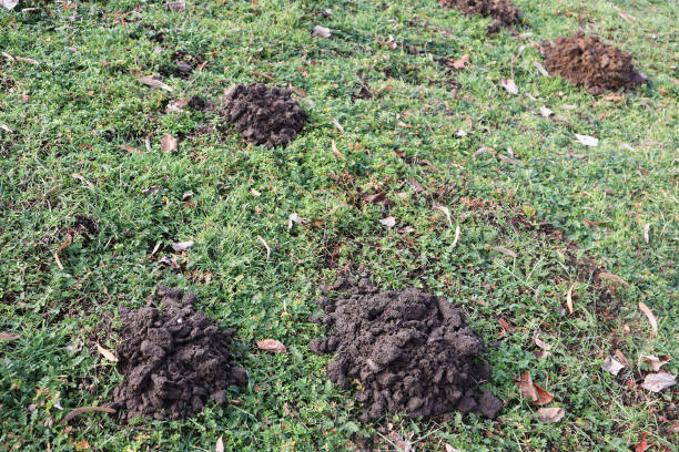 istock Mole hills in the grass winter time 1456324180