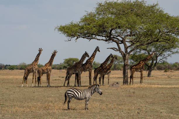 istock A Zebra and Giraffes in Tanzania 1456325373