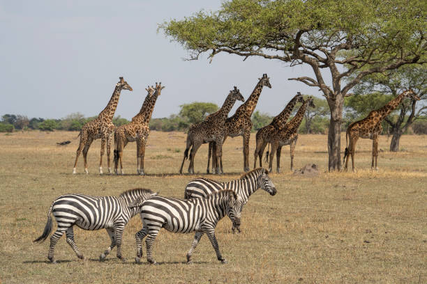 istock Zebras and Giraffes in Africa 1456325376