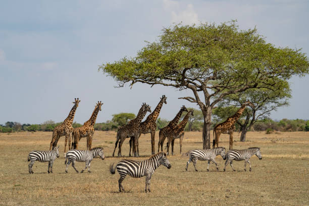istock Zebras and Giraffes in Africa 1456325377