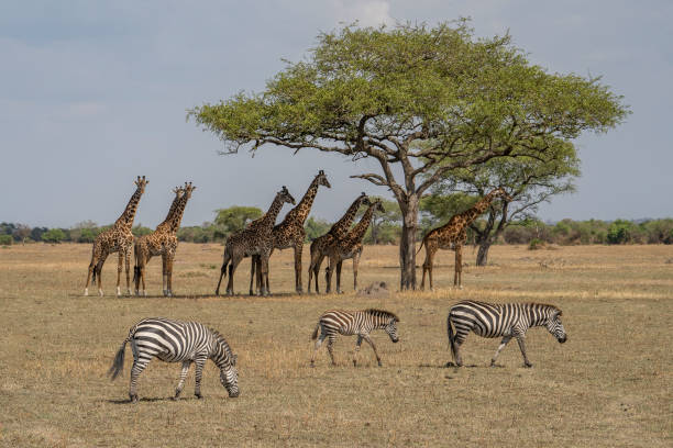 istock Zebras and Giraffes in Africa 1456325384