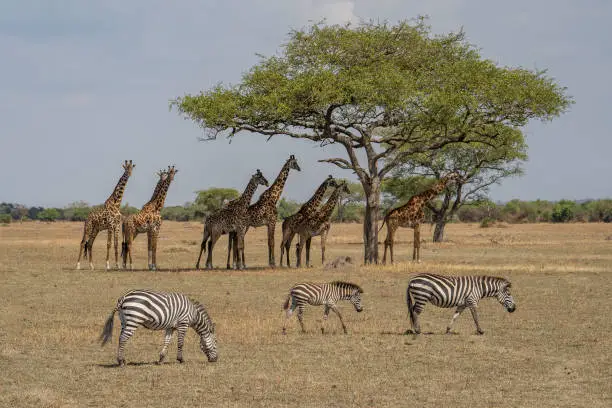 Groups of zebras and giraffes in the african savanna in Tanzania, on a sunny day.