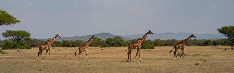 A group of giraffes walking in the dry african savanna in Tanzania.