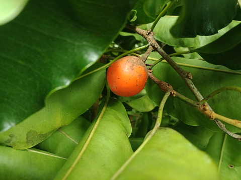 Fontainea Picrosperma (Fontainea picrosperma, druhu Fontainea, druhu Fontainea picrosperma) Fontainea Picrosperma
