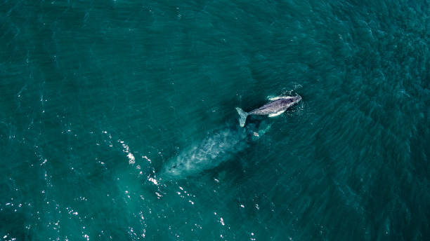 istock Humpback whale and her calf swimming in ocean 1456327599