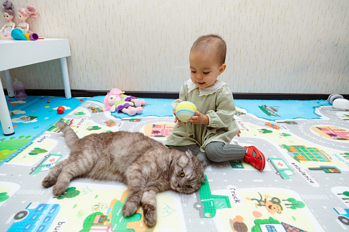 Toddler playing with Scottish fold cat sitting on floor at home