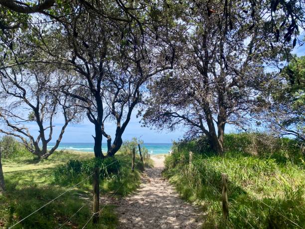 piste bordée d’arbres de sable jusqu’à la plage - byron bay tree summer sand photos et images de collection