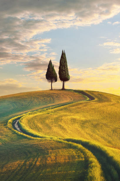 camino sinuoso hasta una colina con dos cipreses en la toscana - italian cypress tree cypress tree sunlight fotografías e imágenes de stock