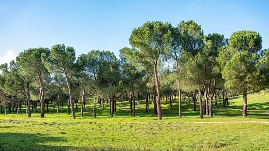 Mediterranean forest with pine trees on a field of grass and blue sky where the sun shines, Spain