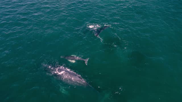 Humpback whale and her calf swimming in ocean