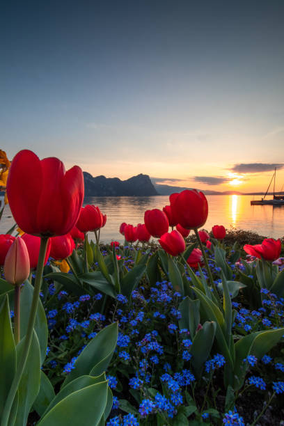 Red tulips by the lake