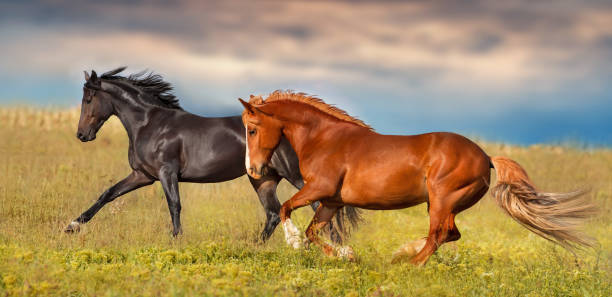 istock Horses free run in green field 1456335666