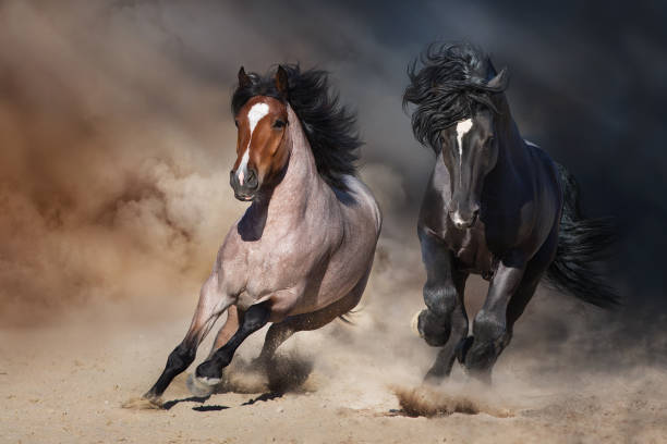 istock Black and Buckskinl draft horses in desert 1456335675