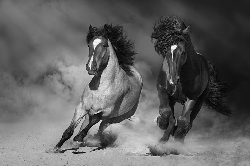 Two Stallion with long mane run fast against dramatic sky in dust. Black and white