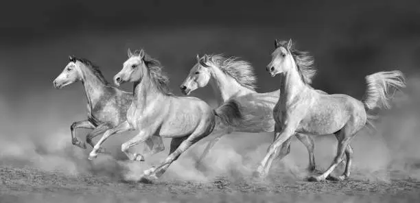 Photo of Horse herd run in desert