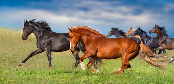 Two horses look over a barbed wire fence as the sun sets behind them on a golden afternoon in Big Fork, Montana.