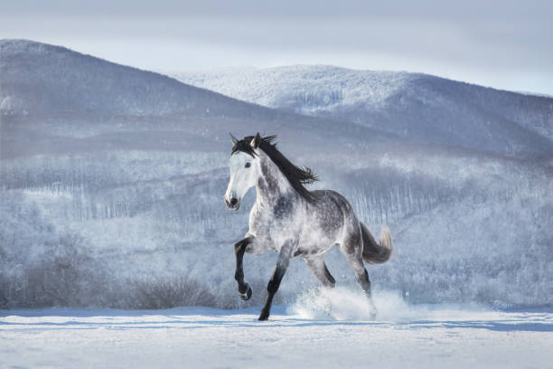 istock White horse run fast in snow against mountain view 1456335693