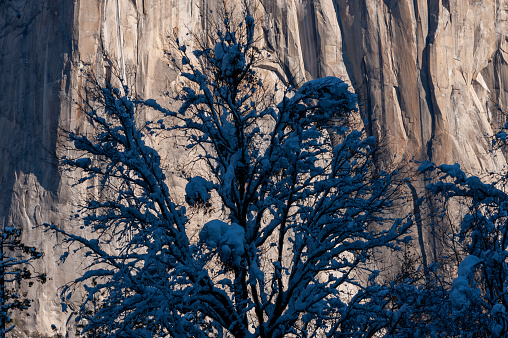 Exterior of snow-covered trees on a brisk sunny winter morning in Yosemite national park.