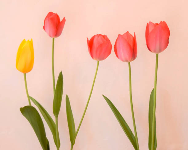 istock red and yellow tulip in the room. 1456337446