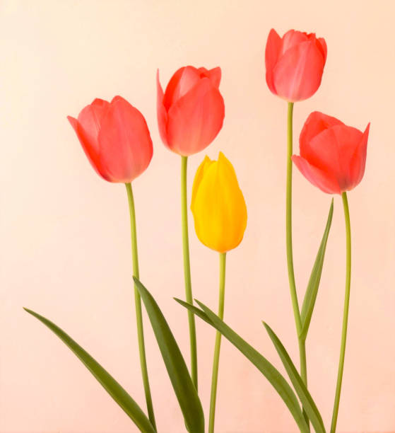 istock red and yellow tulip in the room. 1456337450