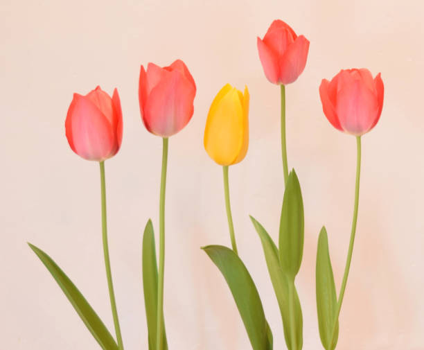 istock red and yellow tulip in the room. 1456337451
